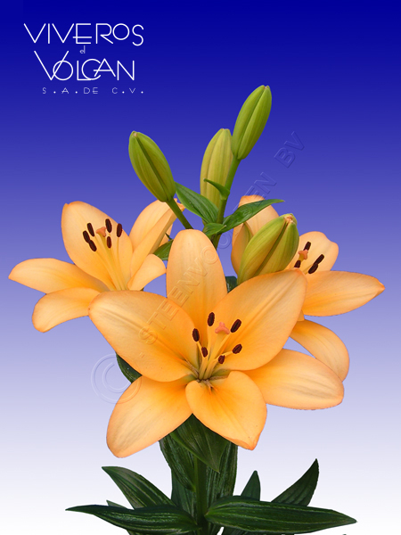 Lilium Asiático - Viveros el Volcán