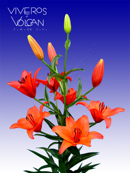Lilium Asiático - Viveros el Volcán