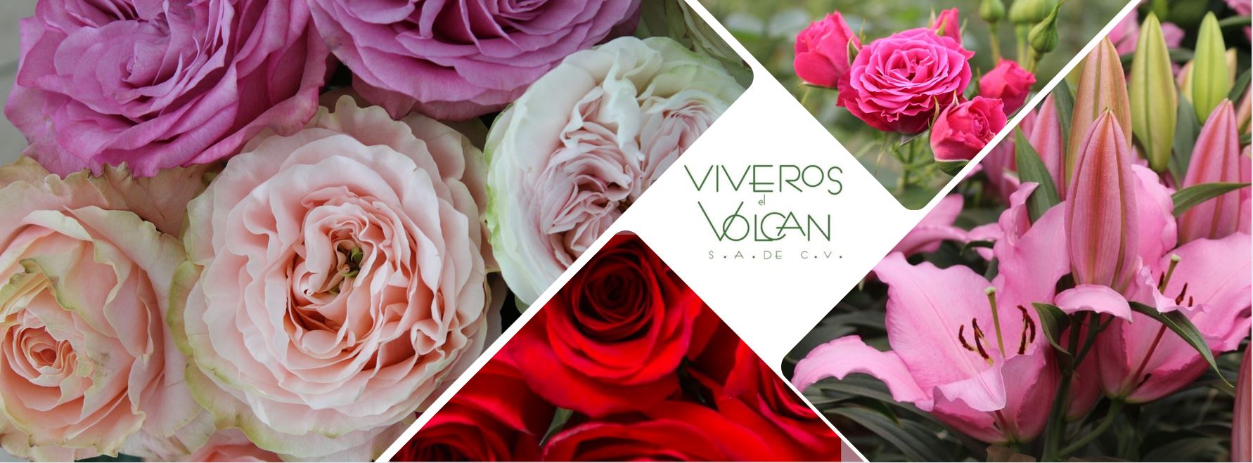 Bienvenidos - Viveros el Volcán
